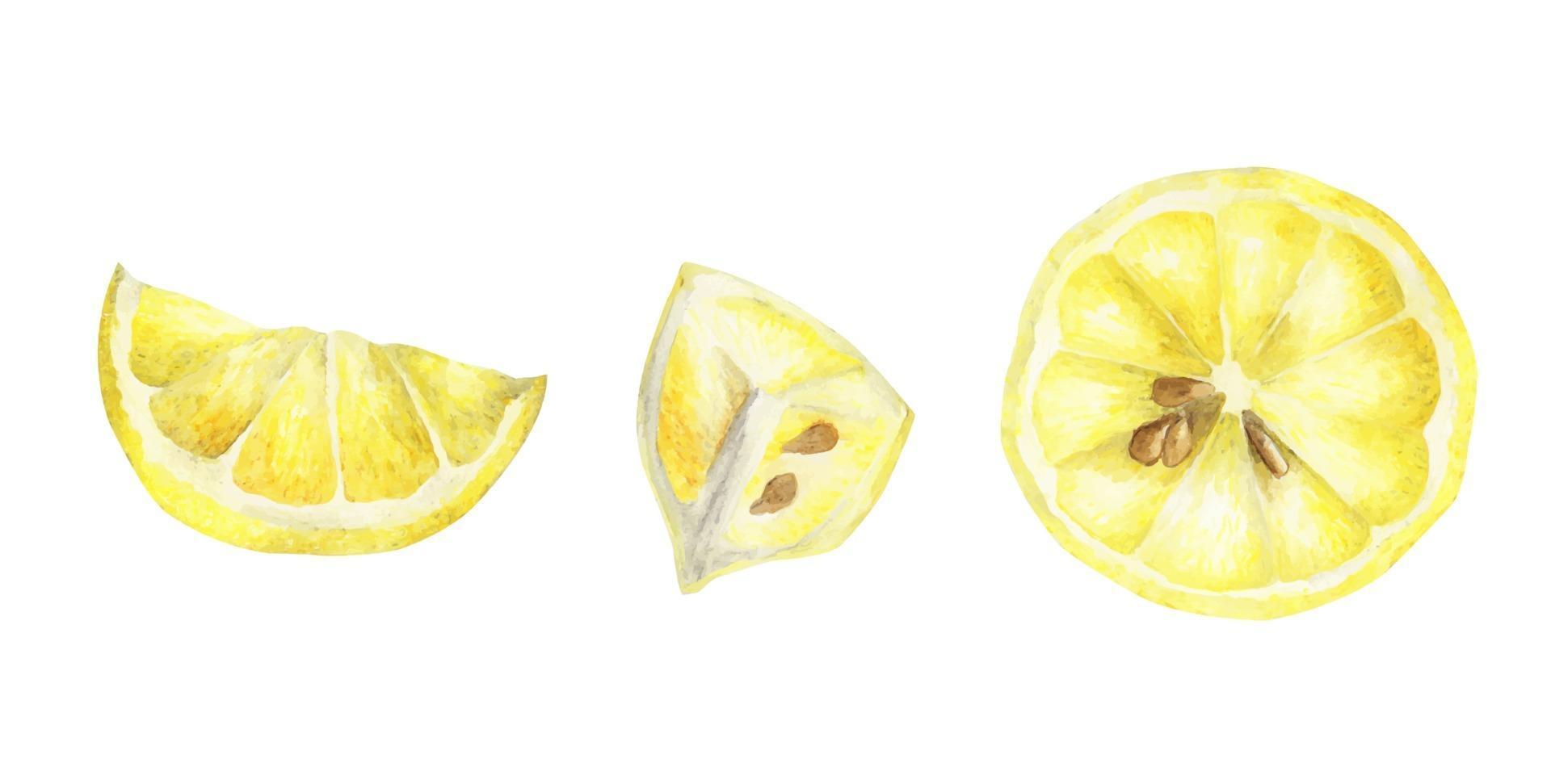 Watercolor set of lemons. vector