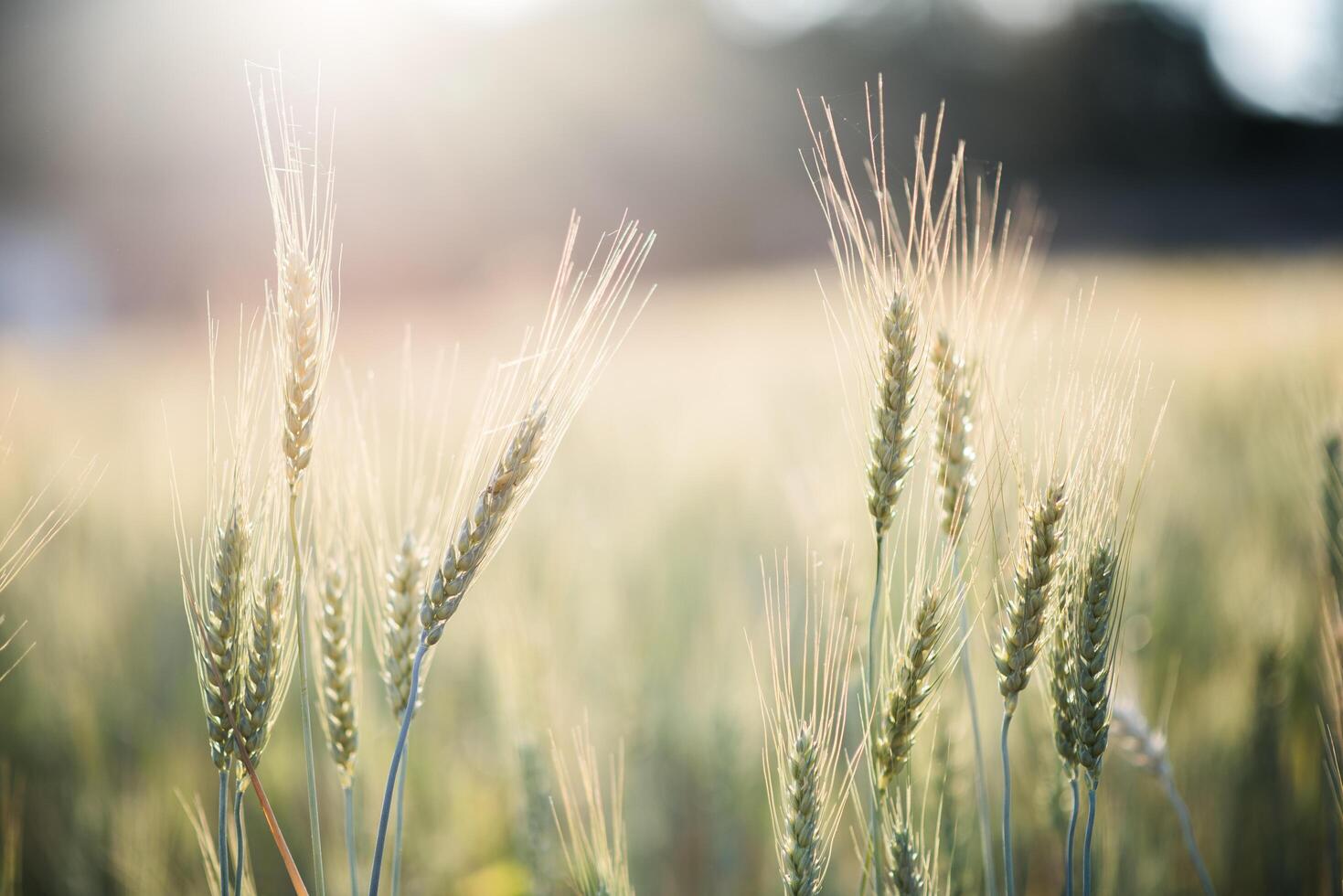 Field of wheat farm photo