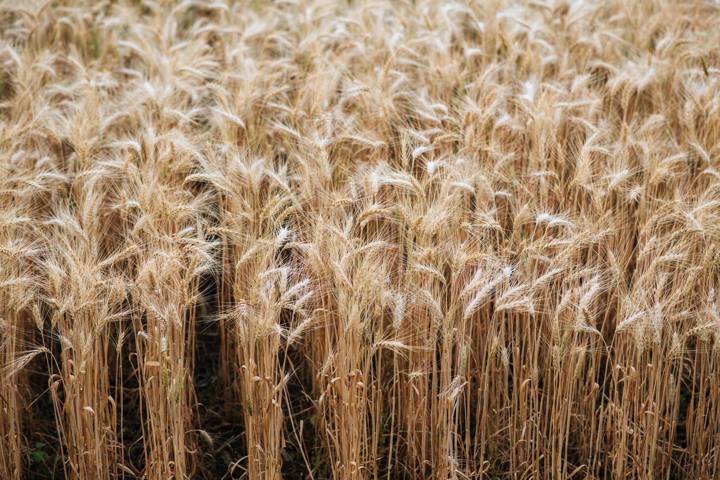 Field of wheat farm photo