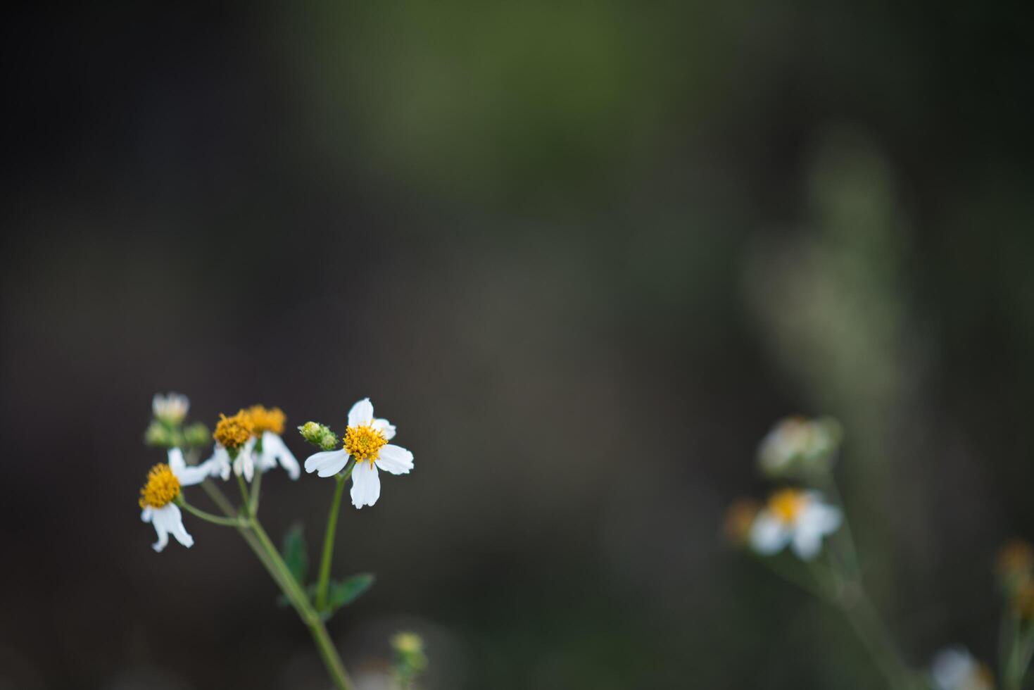 Little white flower in the forest photo