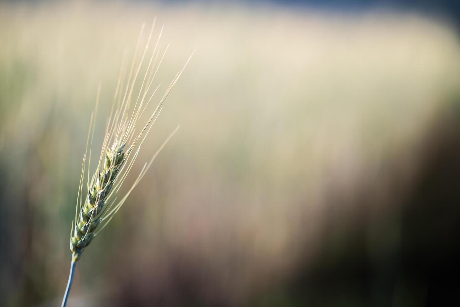 Field of wheat farm photo