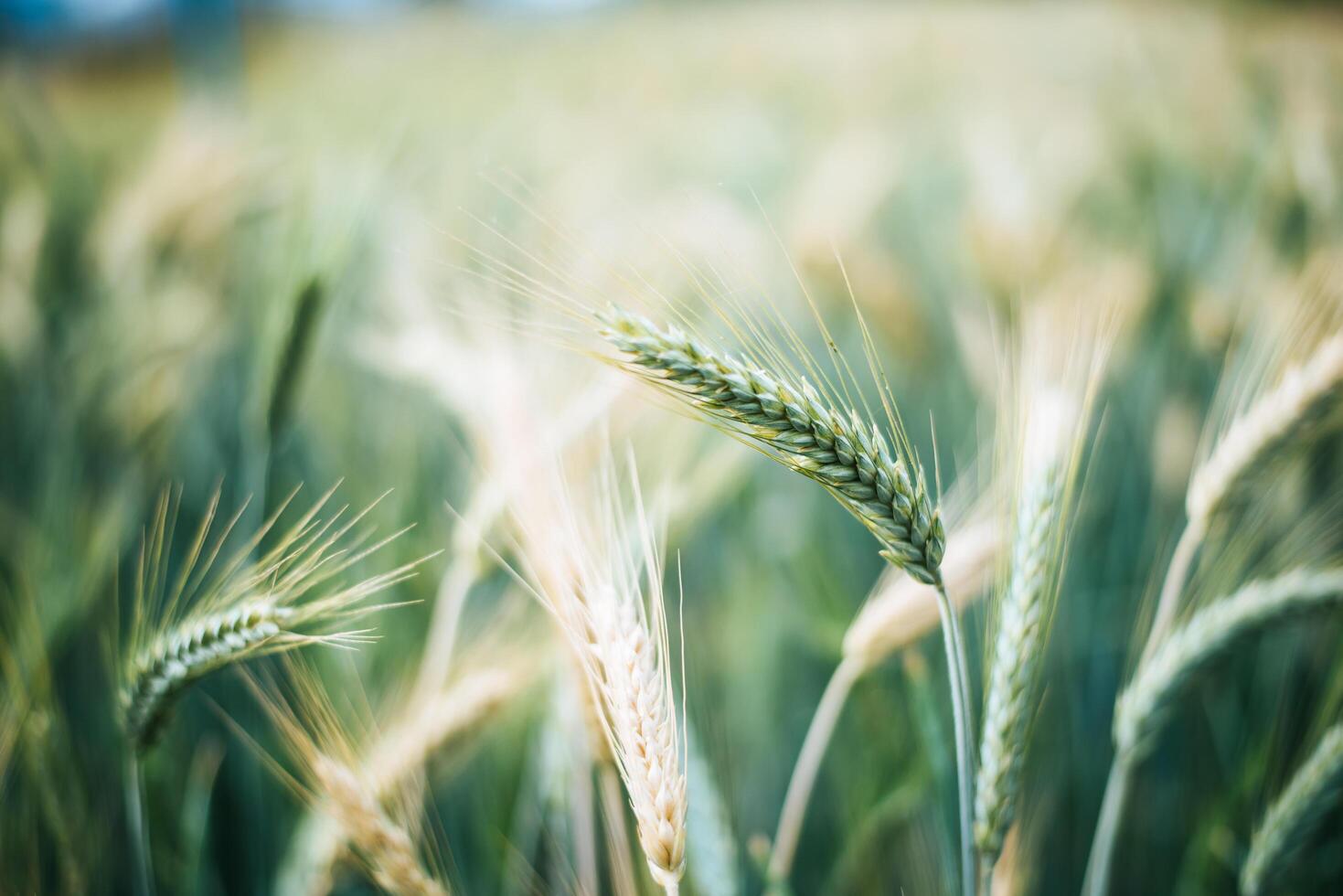 Close-up barley grain before harvesting photo