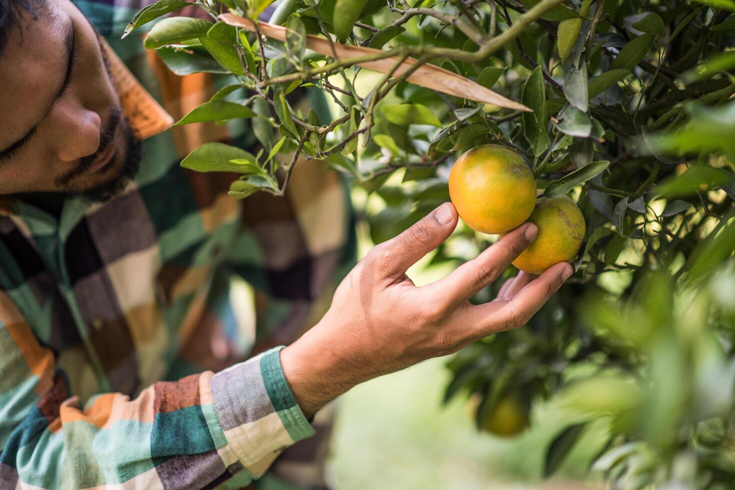 Male farmer harvests and picks oranges photo