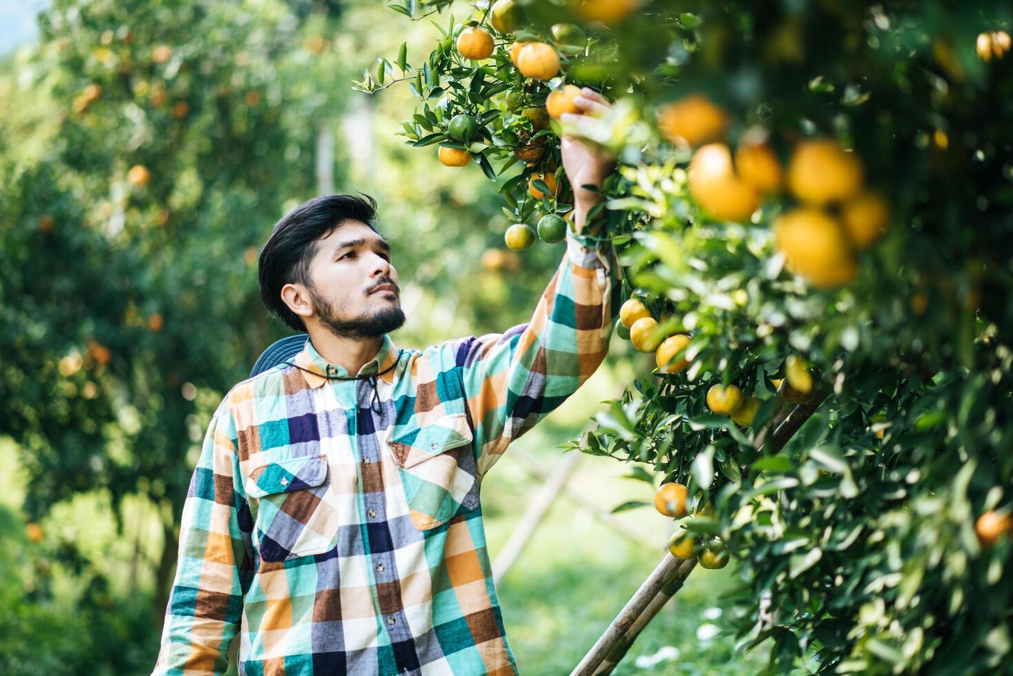 Male farmer harvests and picks oranges photo