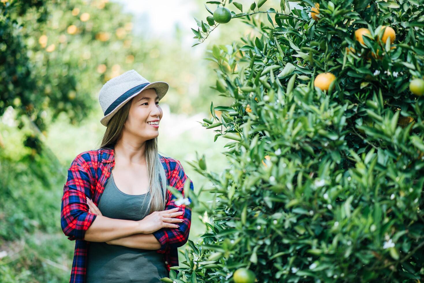 mujer cosechando una plantación de naranjos foto