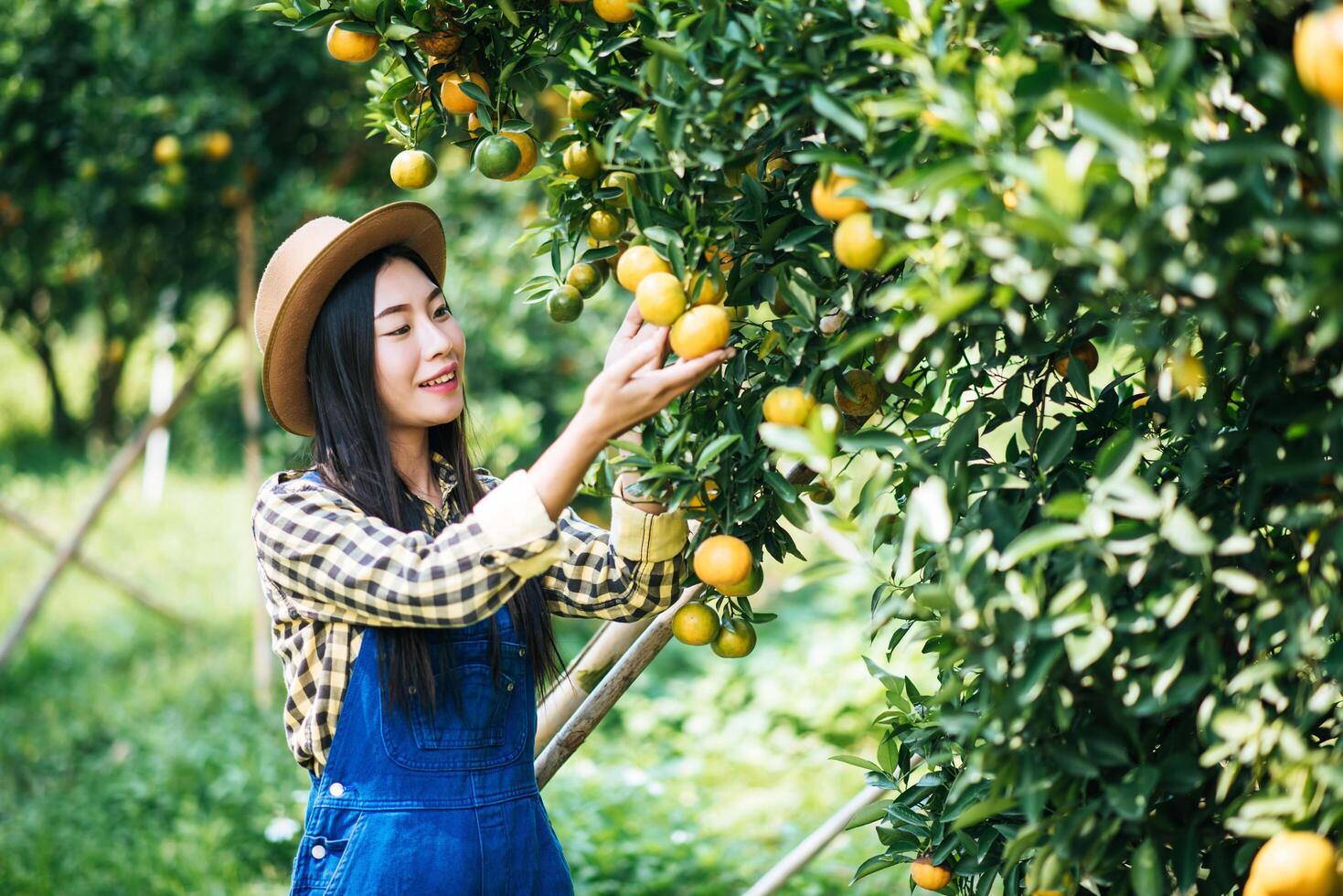 mujer cosechando una plantación de naranjos foto