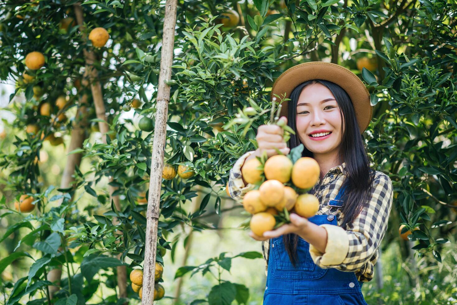 mujer cosechando una plantación de naranjos foto