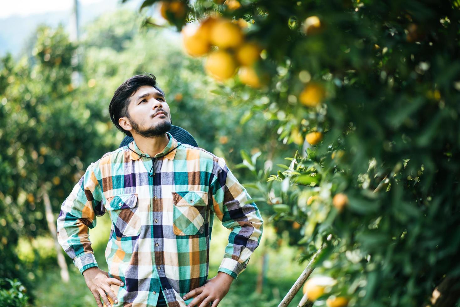 Male farmer harvesting and picking orange fruits photo