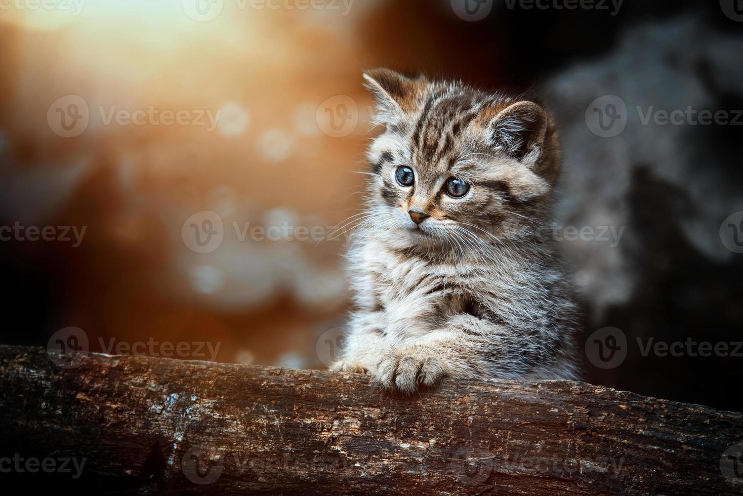 European wild cat Felis silvestris detail portrait cat kitten photo