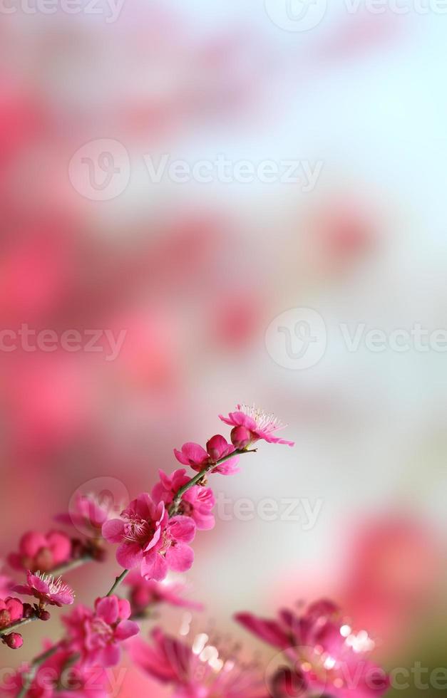 hermoso fondo de flores de primavera, tema de la temporada, hola primavera foto