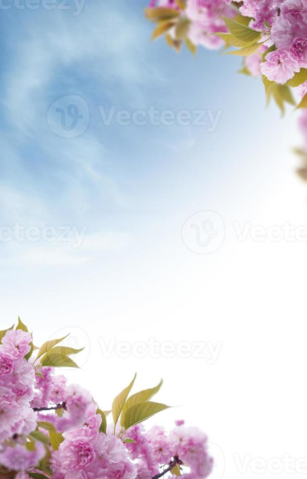 Beautiful spring flowers background, Season theme, hello spring photo