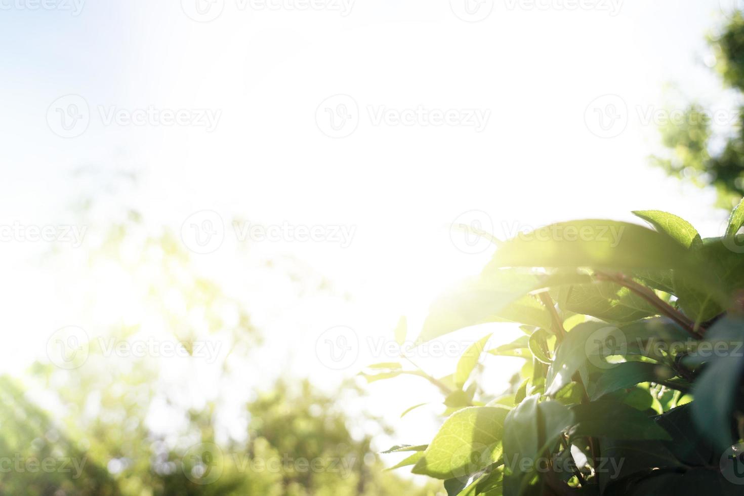 Green natural background, greenery background photo