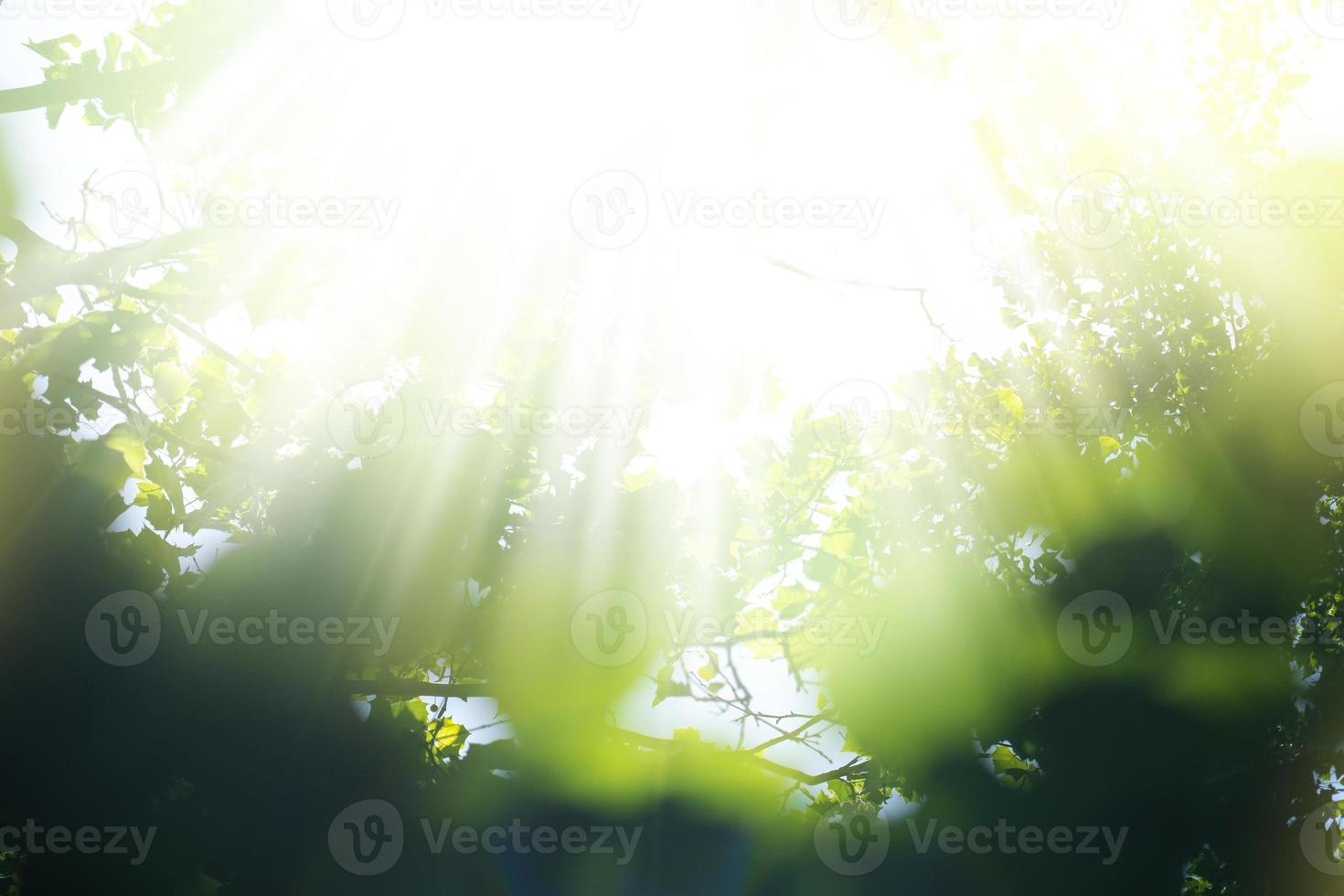 Green natural background, greenery background photo