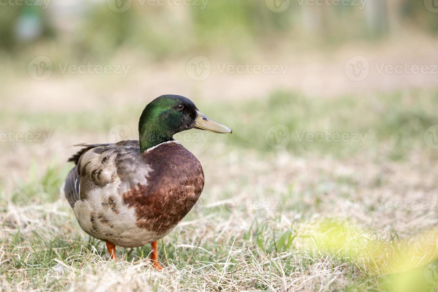 Male Mallard Duck on the green grass. photo