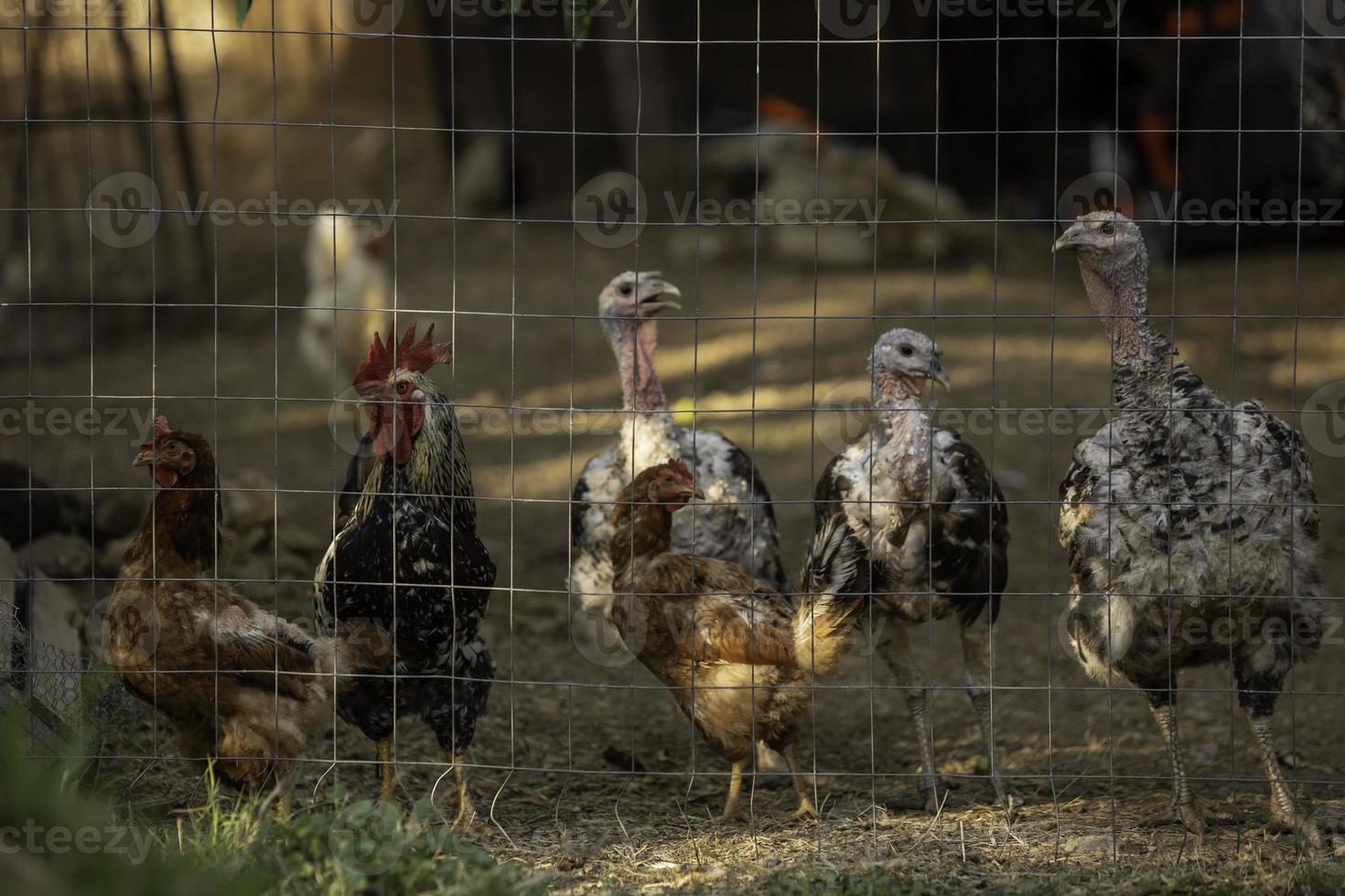 pavo, gallo y gallinas en una granja avícola tradicional. foto