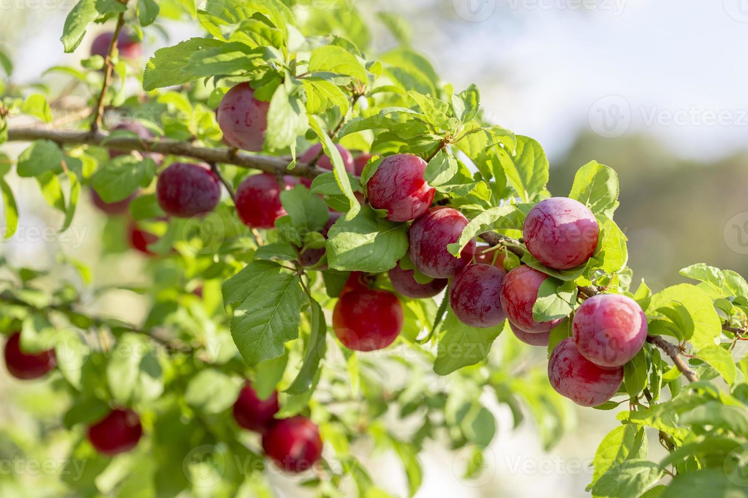 Red mirabelle cherry plums lit by sun, growing on wild tree. photo