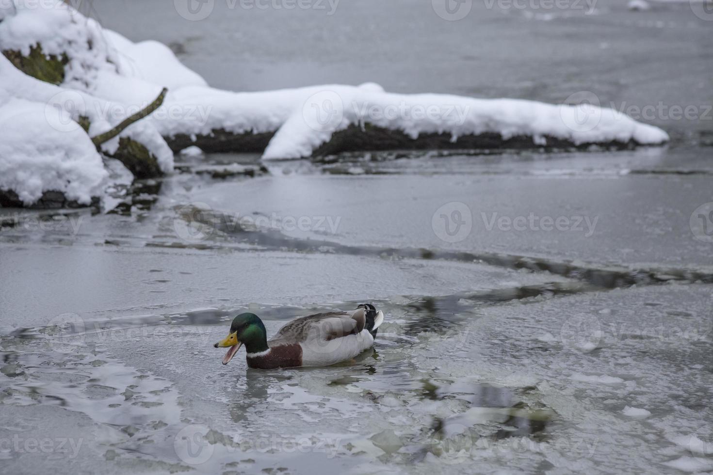 pato ánade real macho jugando, flotando y graznando en el estanque de hielo. foto