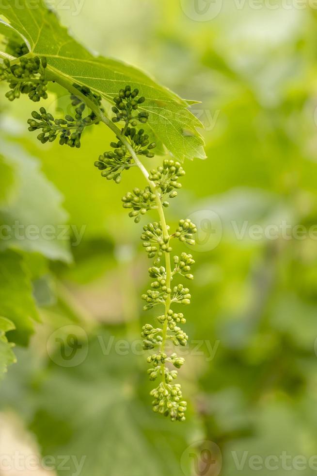 Close up of young branches of grapes in vineyard with selective focus. photo
