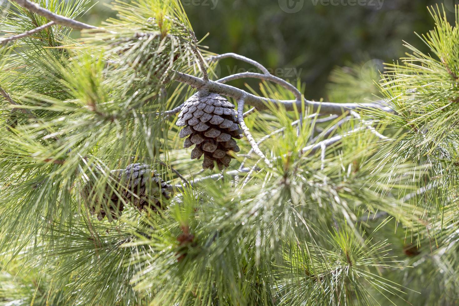 cerca de conos de pino en la rama. foto