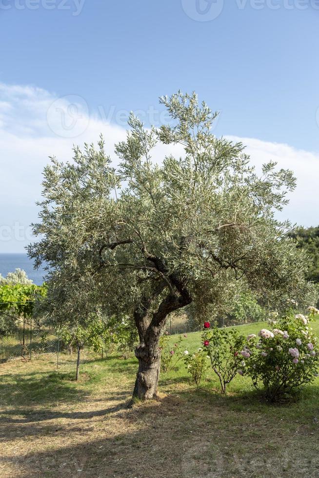 un olivo crece en un patio en la isla de skopelos, grecia. foto