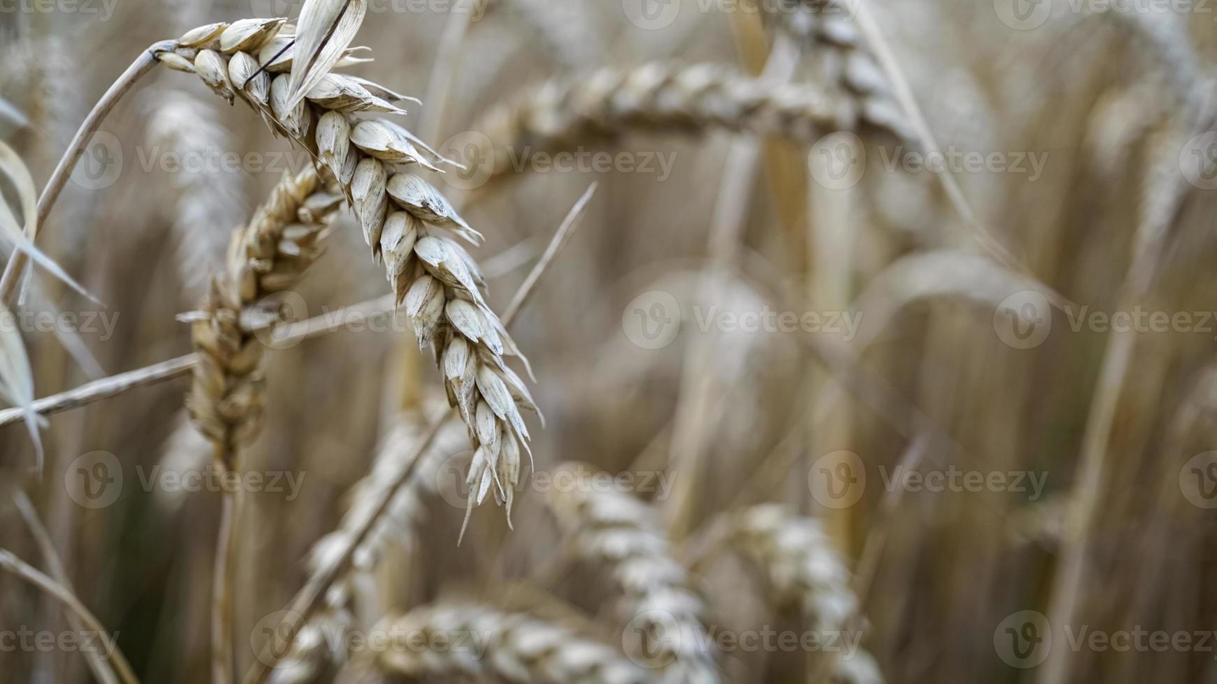 Close up of stems of golden wheat, grain spike . photo