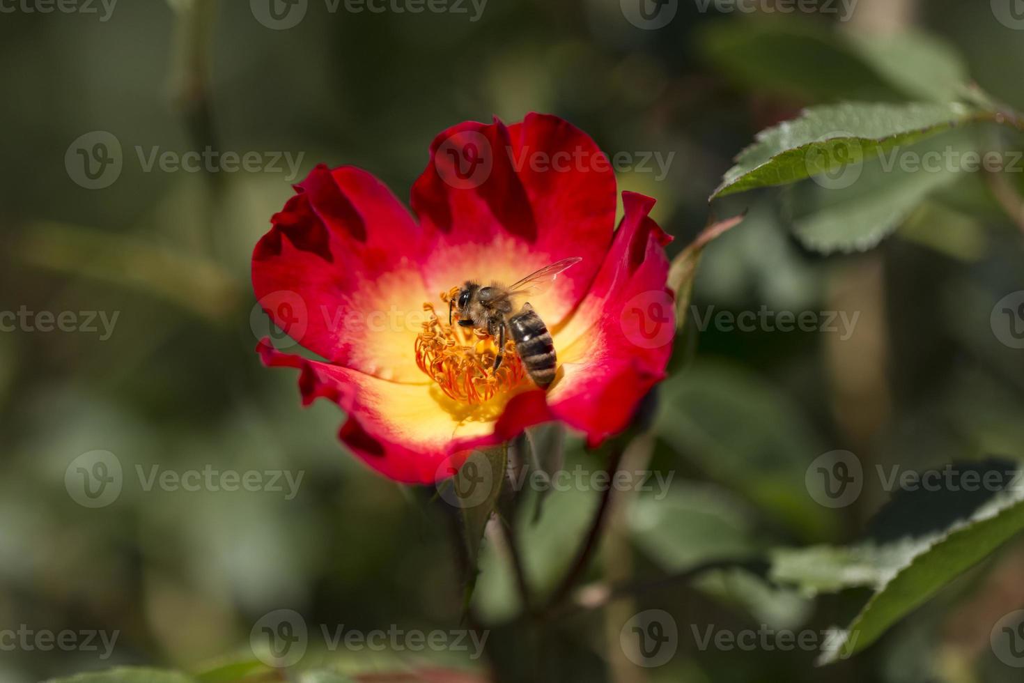 la abeja recolecta el néctar de las flores foto