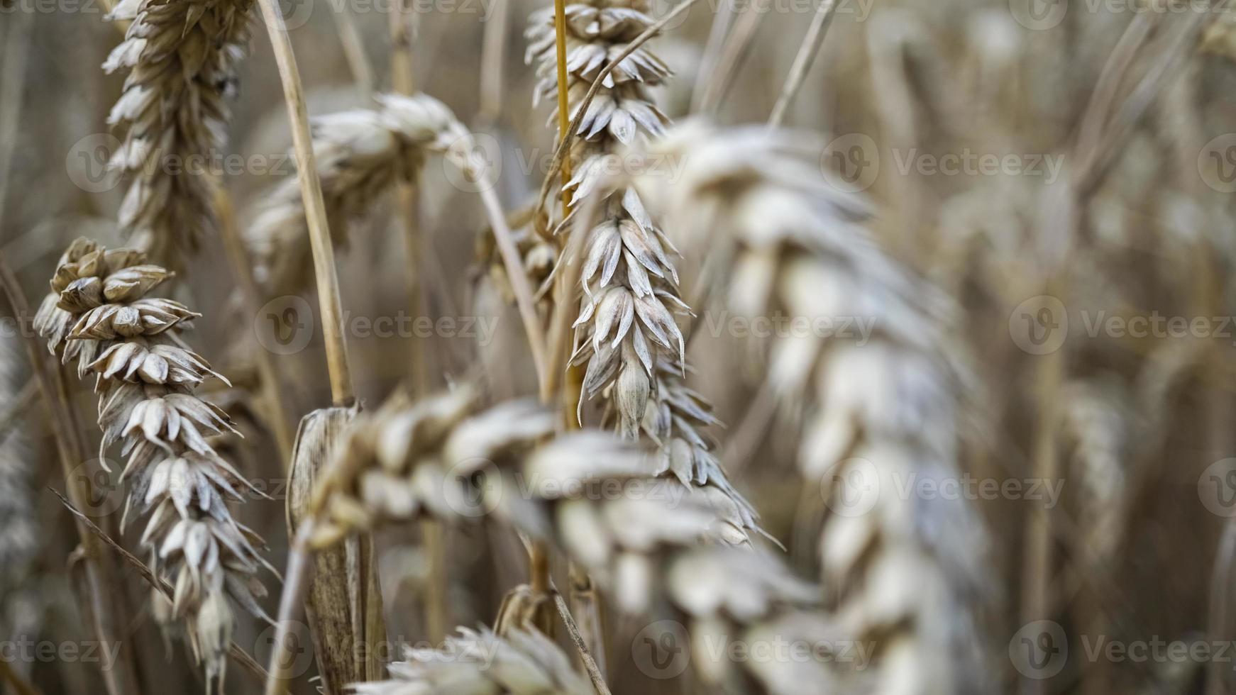 Close up of stems of golden wheat, grain spike . photo