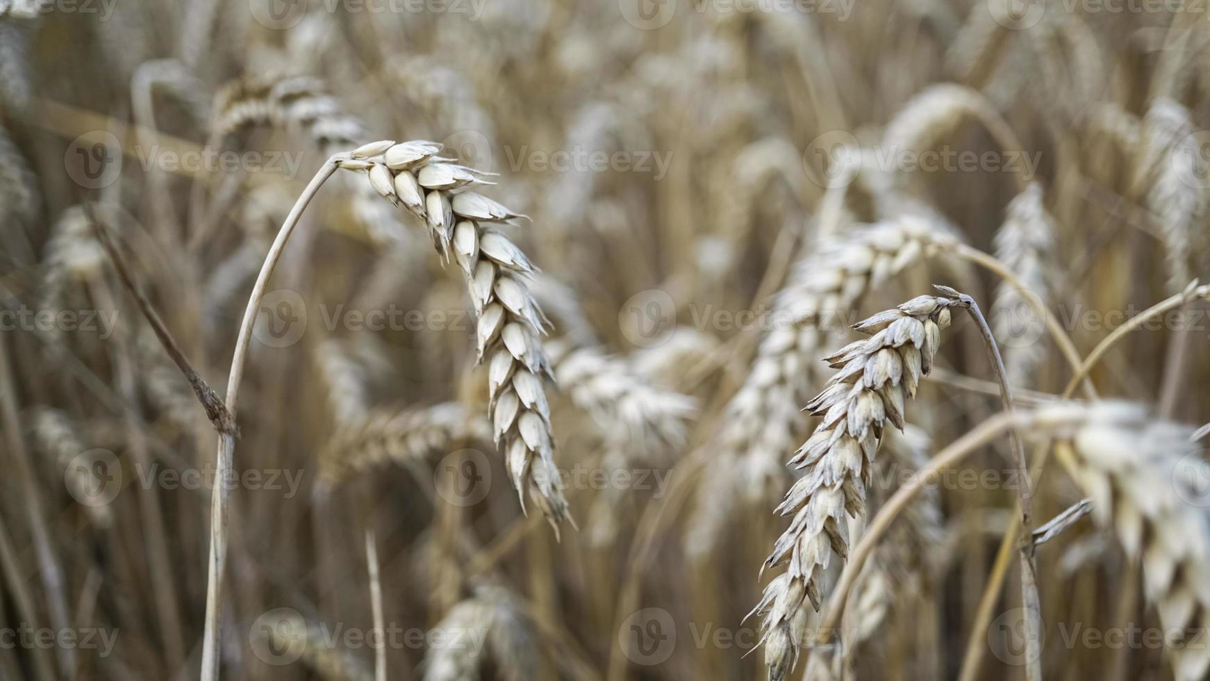 Close up of stems of golden wheat, grain spike . photo