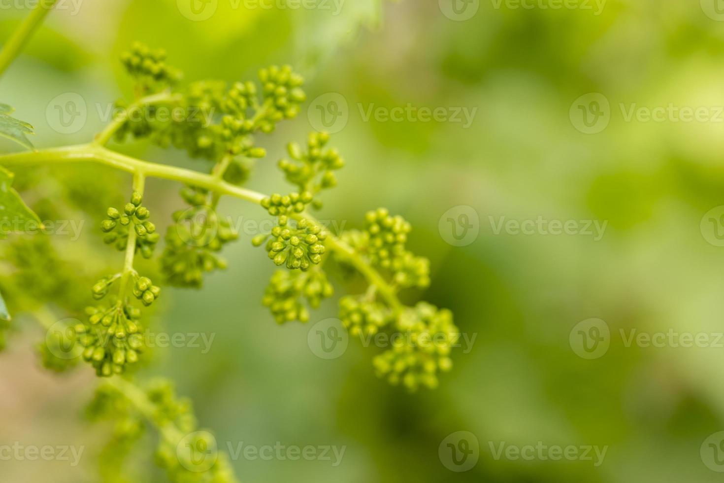 Close up of young branches of grapes in vineyard with selective focus. photo