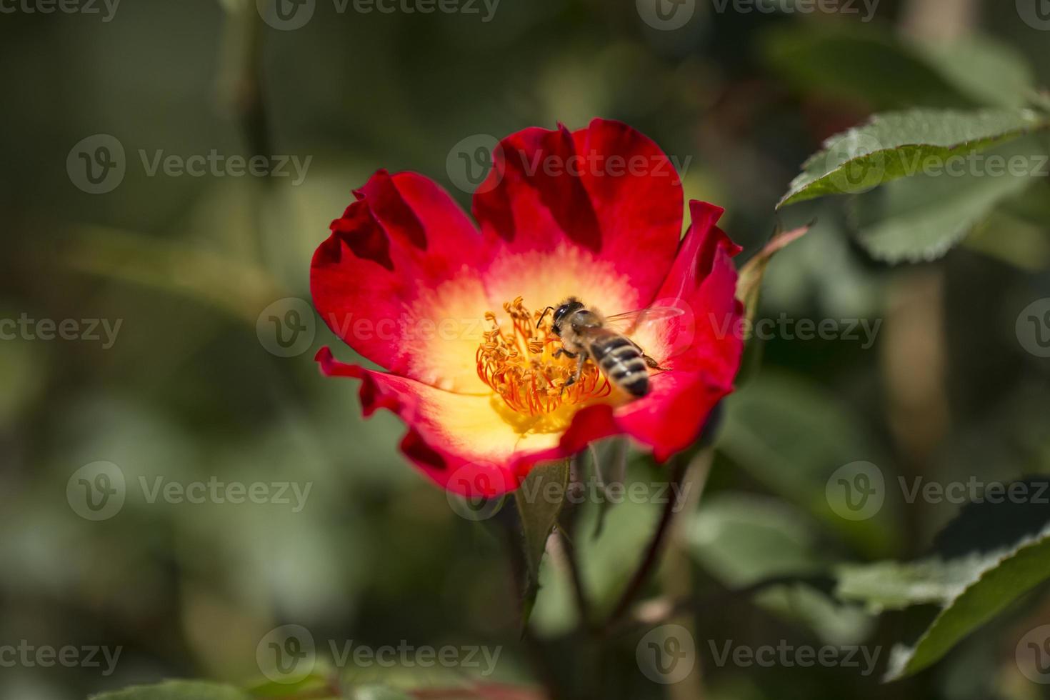 Honey bee collects flower nectar photo