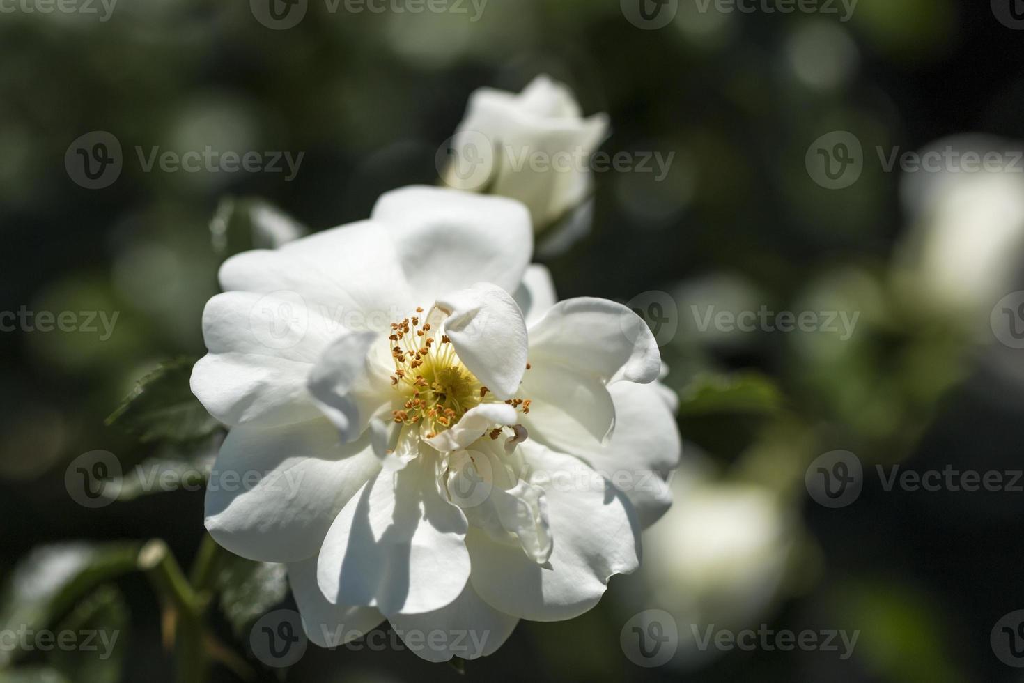 Cerca de una sola rosa blanca foto