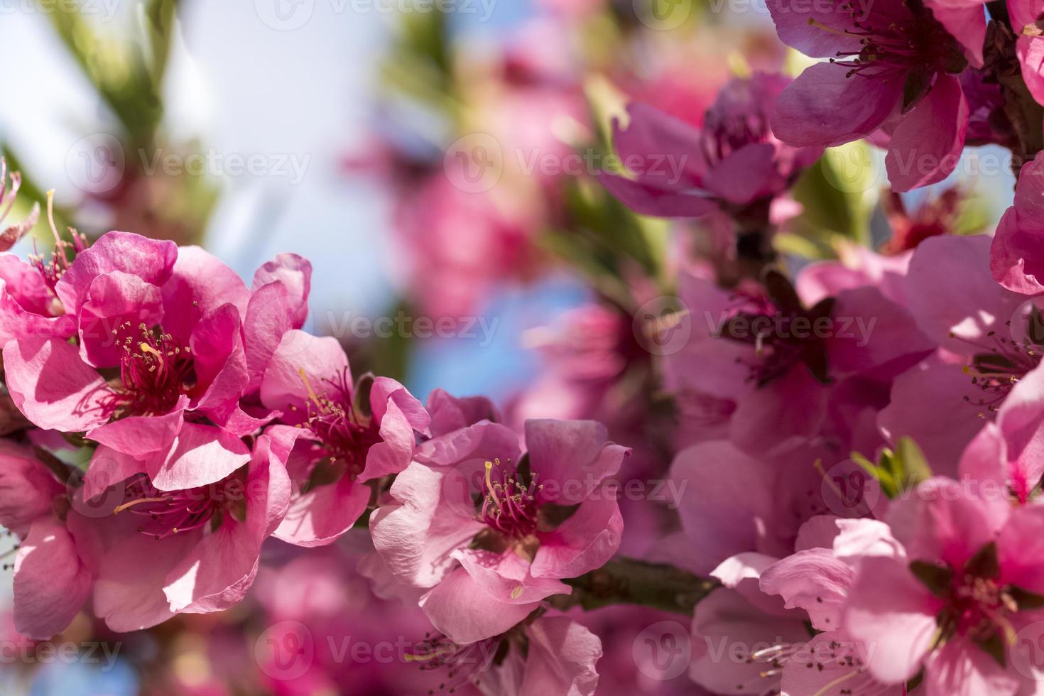 Close up of blooming peaches pink flowers. photo