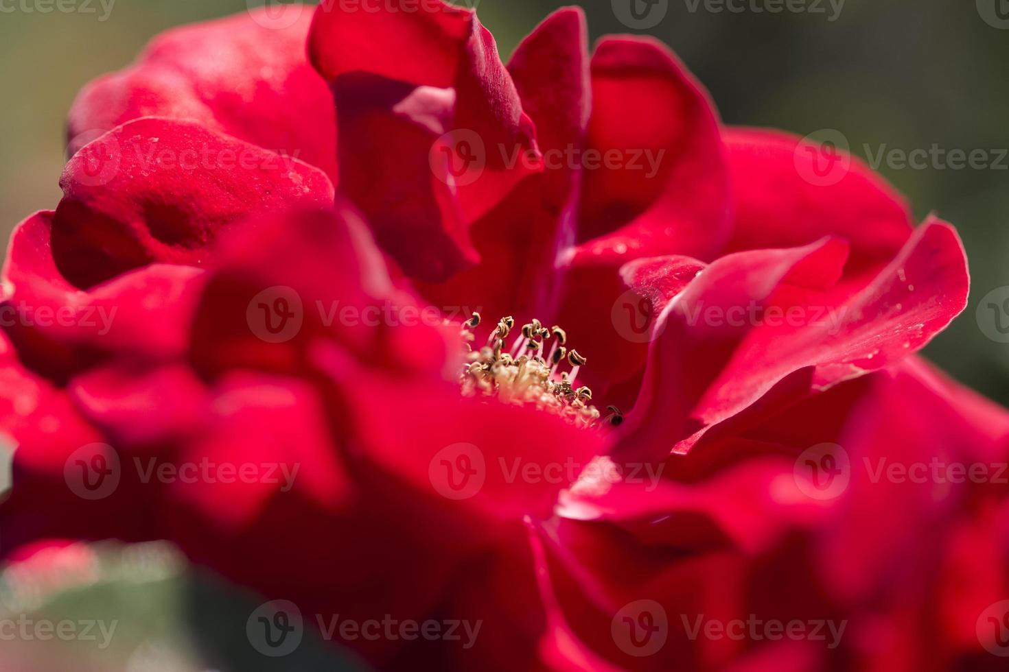 Floribunda Rose Red photo