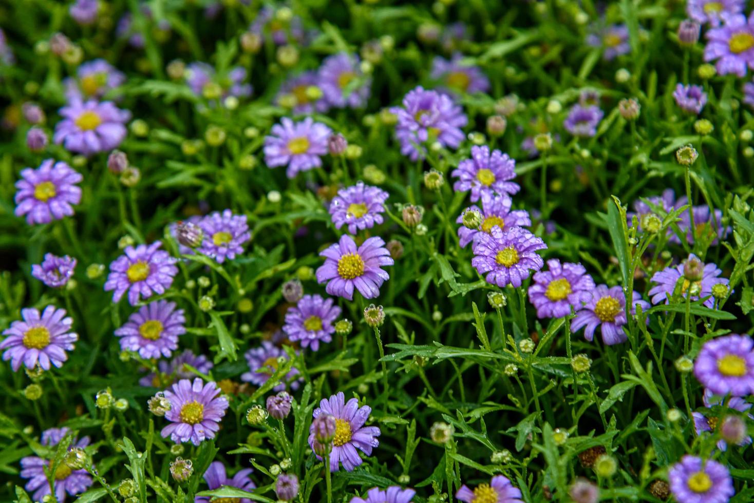 Purple daisies flower with water droplets in garden field. photo