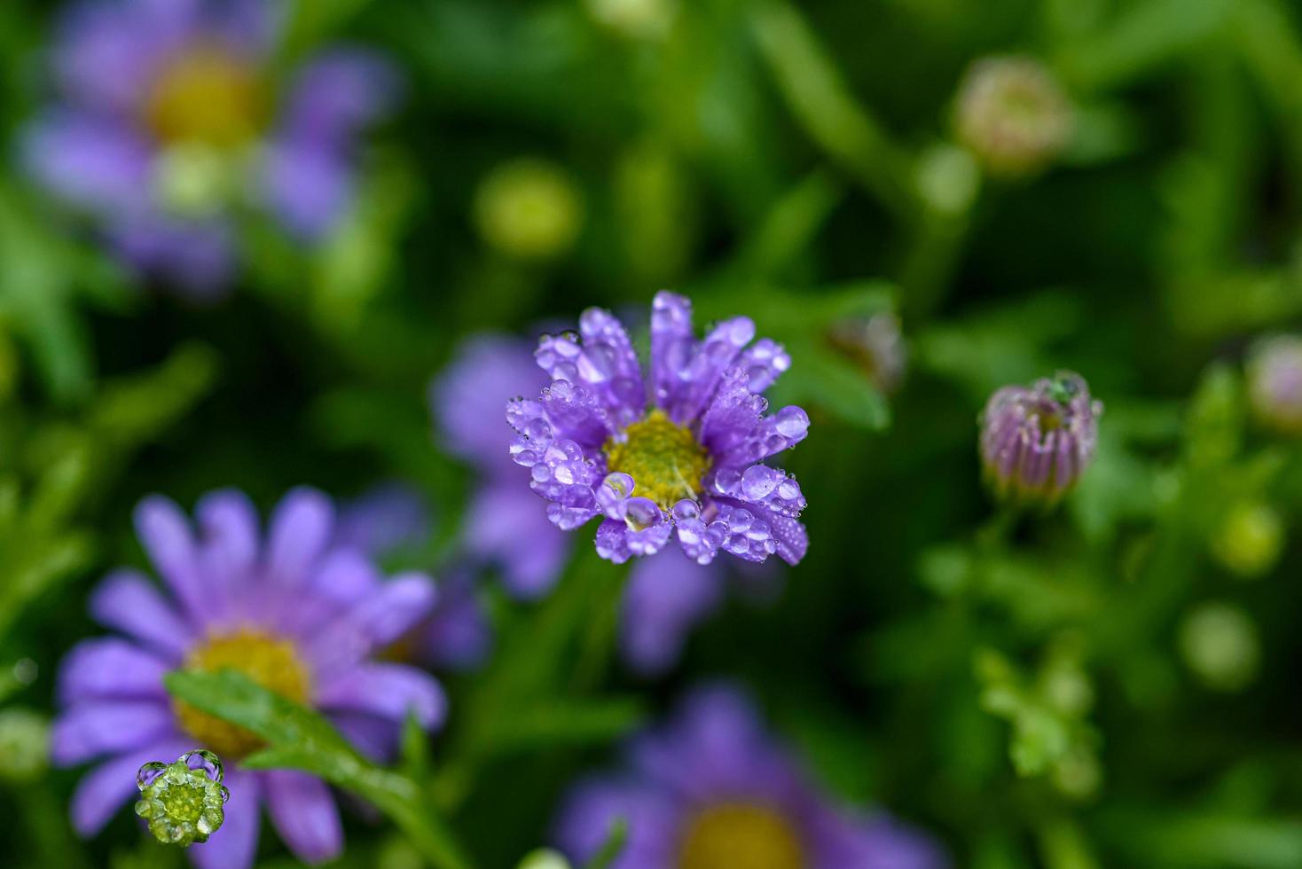 flor de margaritas púrpura con gotas de agua en el campo del jardín. foto