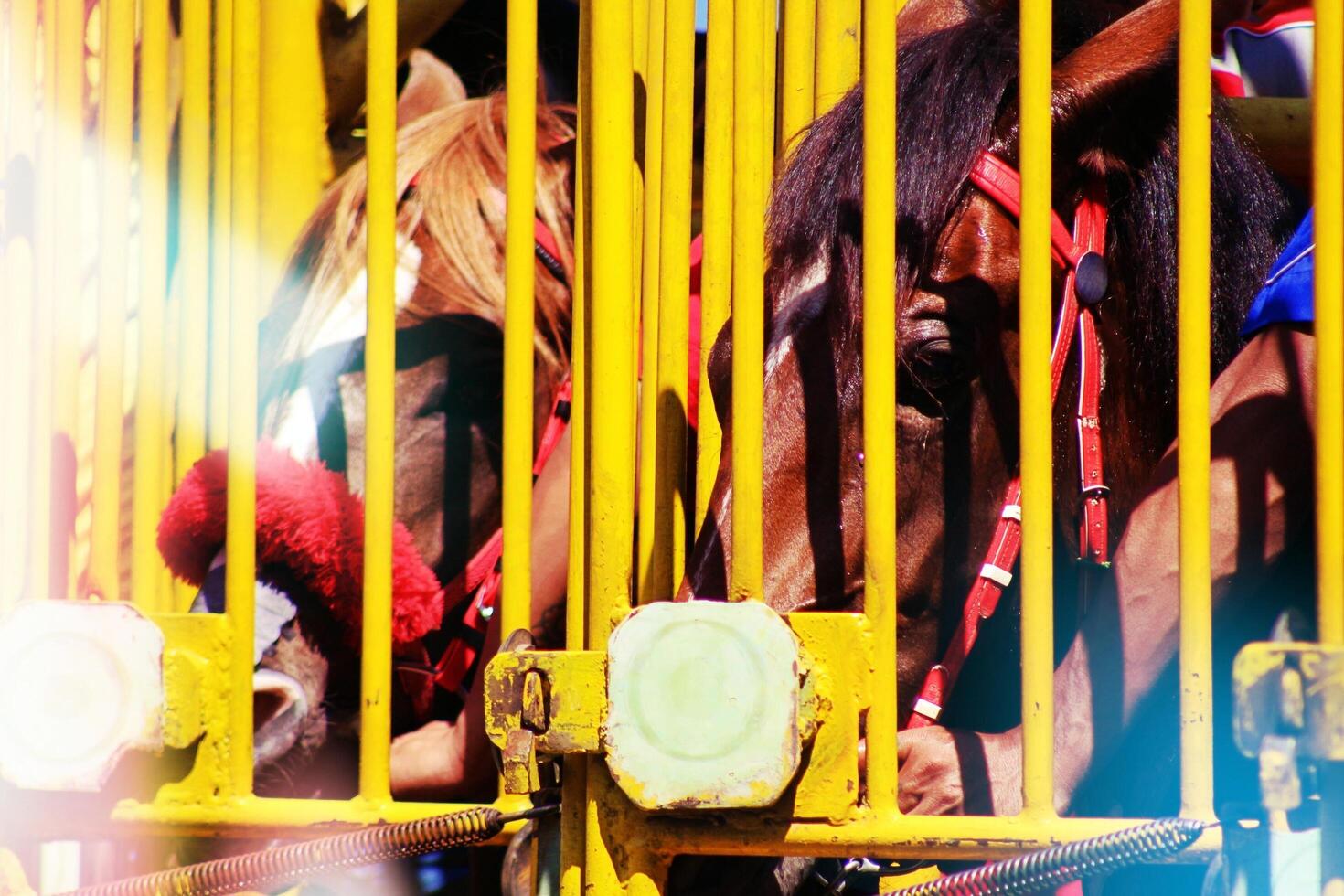 Start gates for derby horse races in Salatiga, Central Java Indonesia. photo