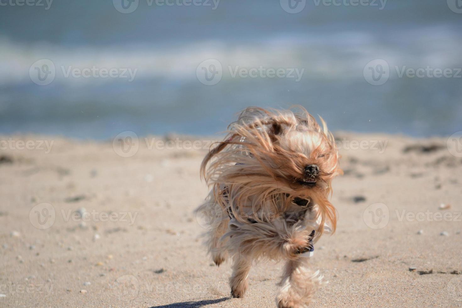 yorkshire terrier camina por la orilla del mar foto