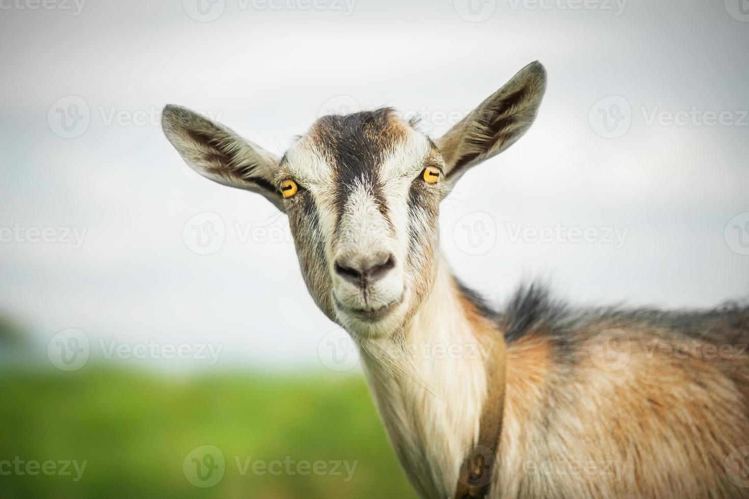 Goat in the summer outdoors in nature photo