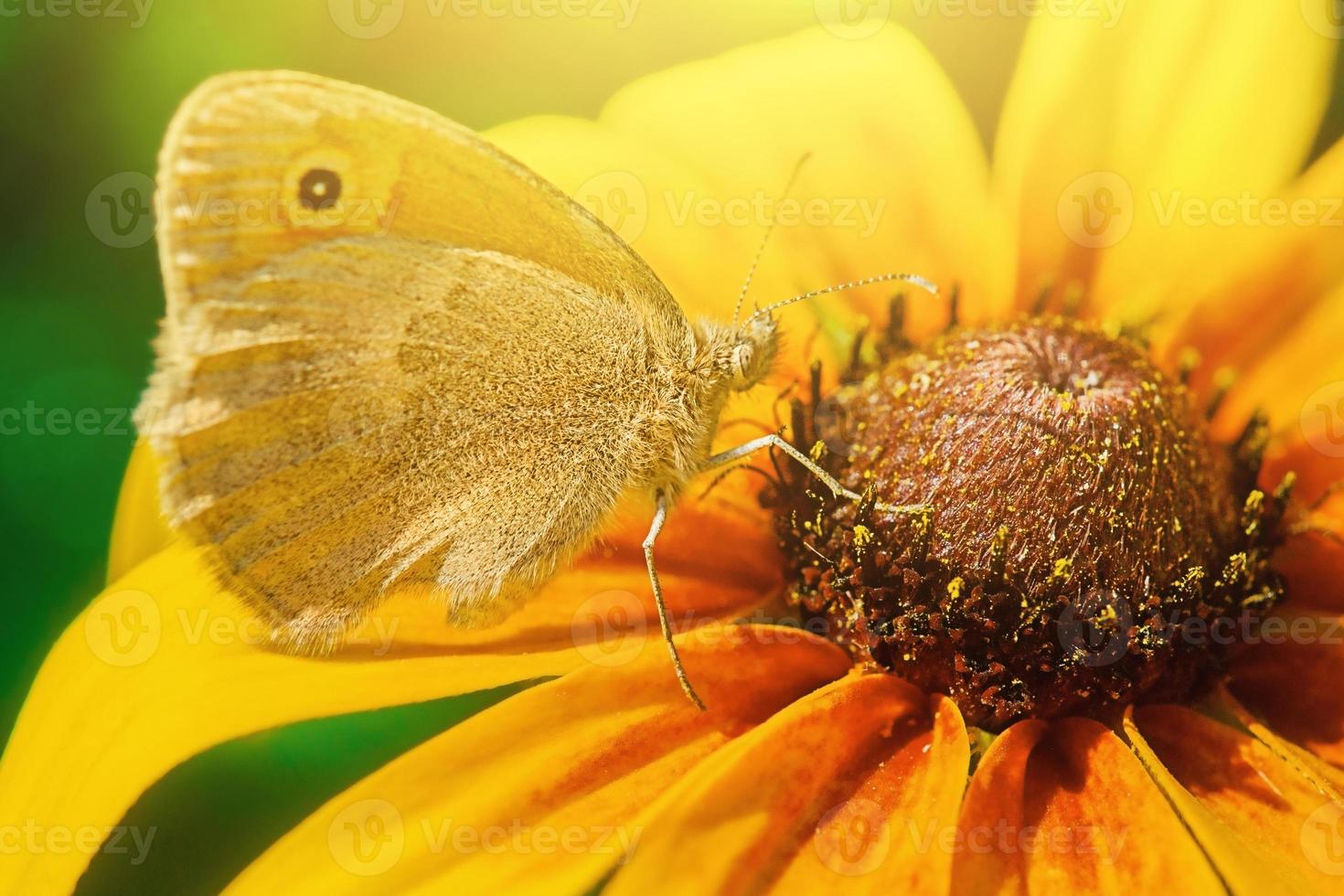 Butterfly on yellow flower photo