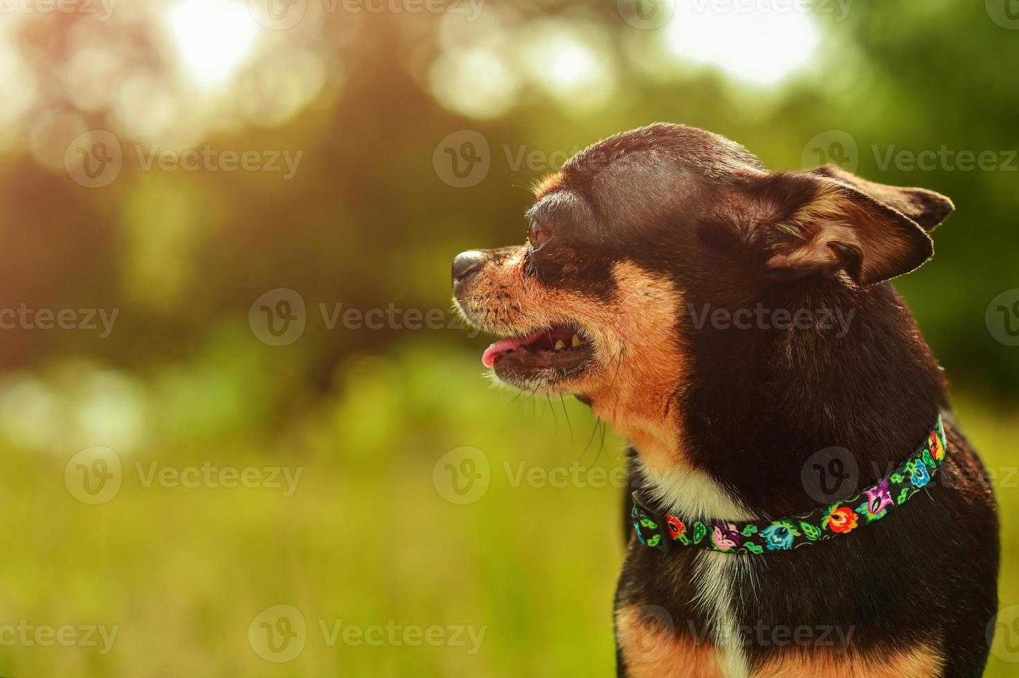 Chihuahua in profile against a green lawn in sunny weather. Black dog photo