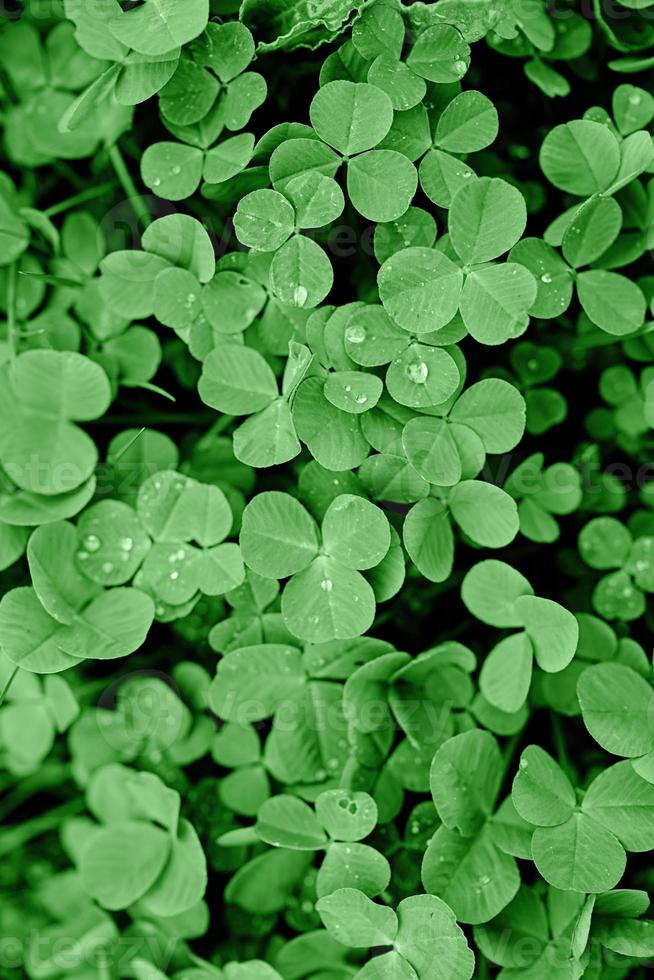 Clover leaves texture background photo