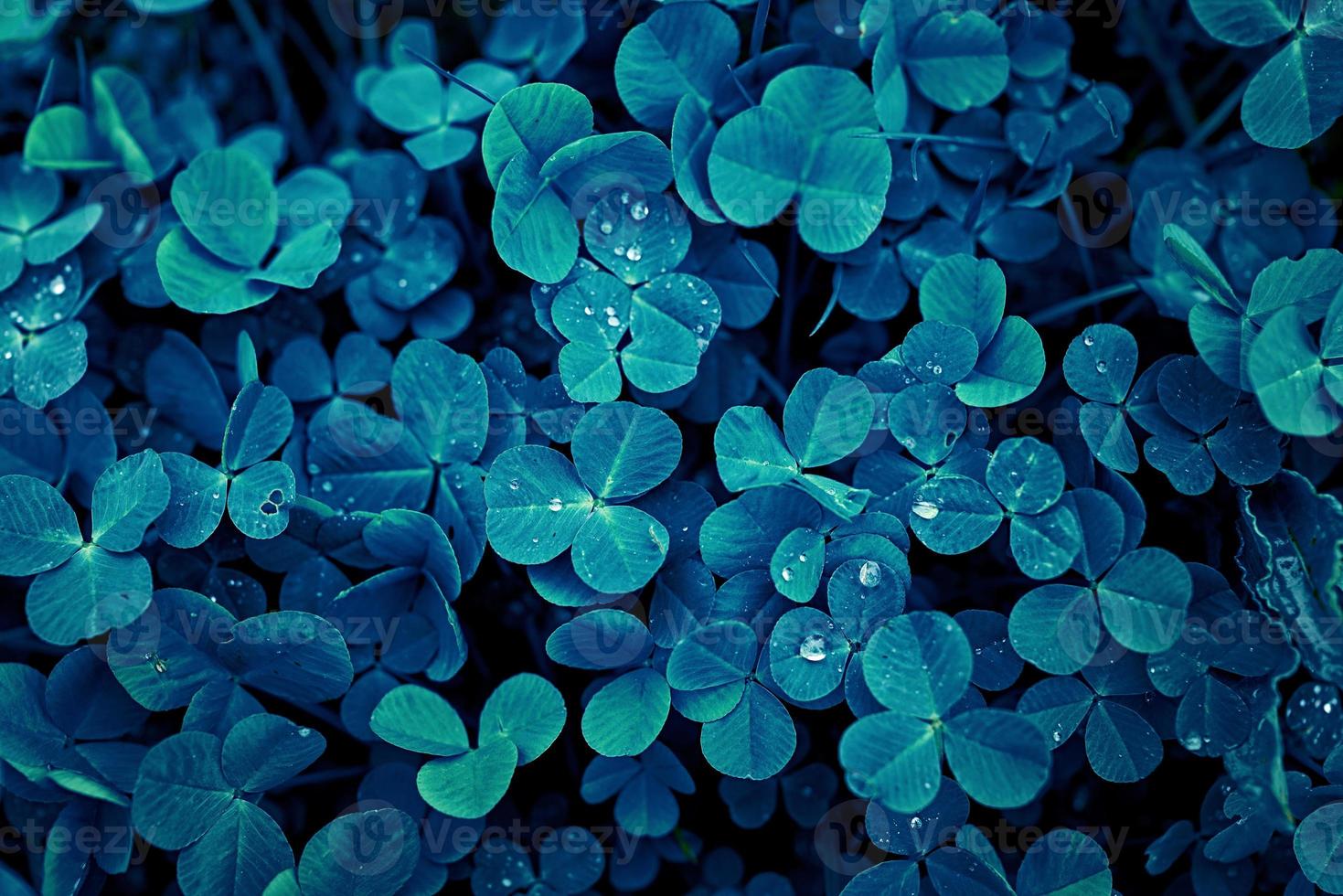 Fondo de textura de hojas de trébol, color azul foto