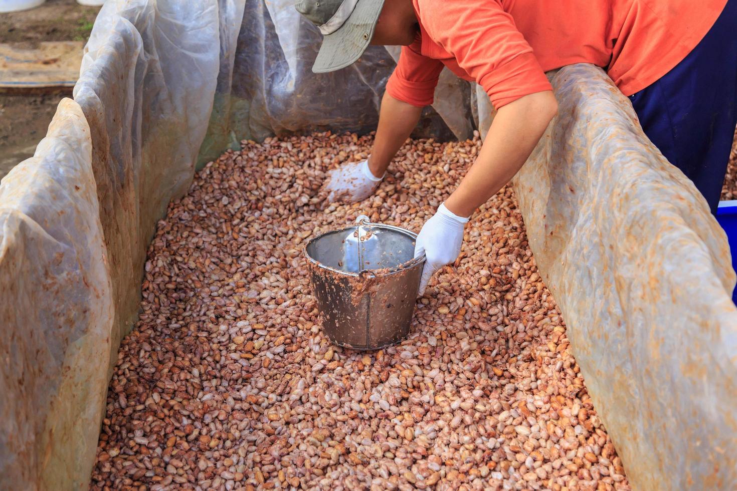 El proceso de fermentación de granos de cacao frescos para hacer chocolate. foto