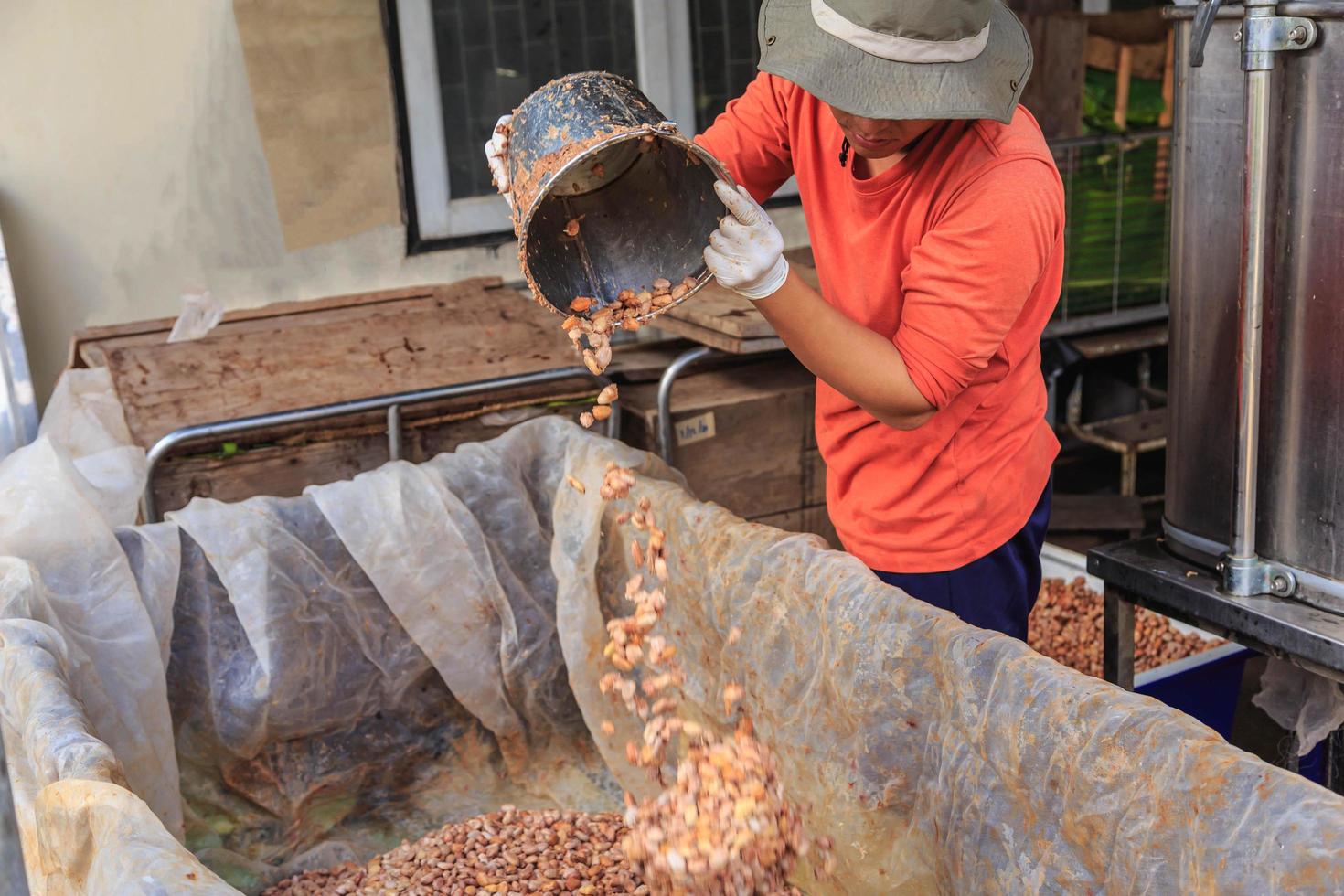 El proceso de fermentación de granos de cacao frescos en un tanque. foto