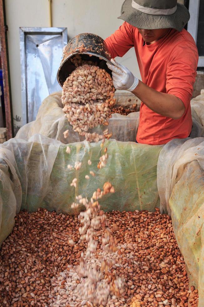 El proceso de fermentación de granos de cacao frescos en un tanque. foto