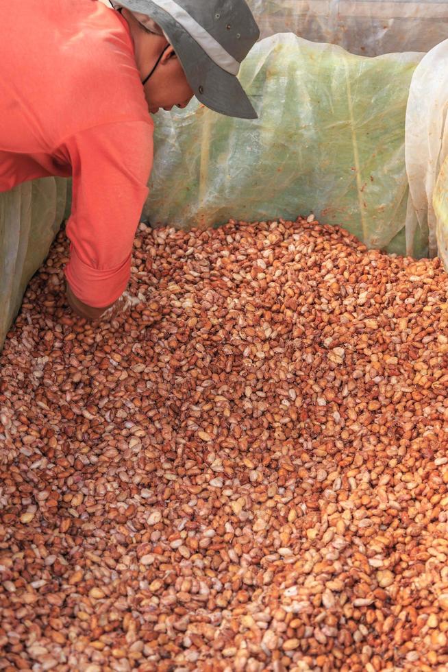 El proceso de fermentación de granos de cacao frescos en un tanque. foto