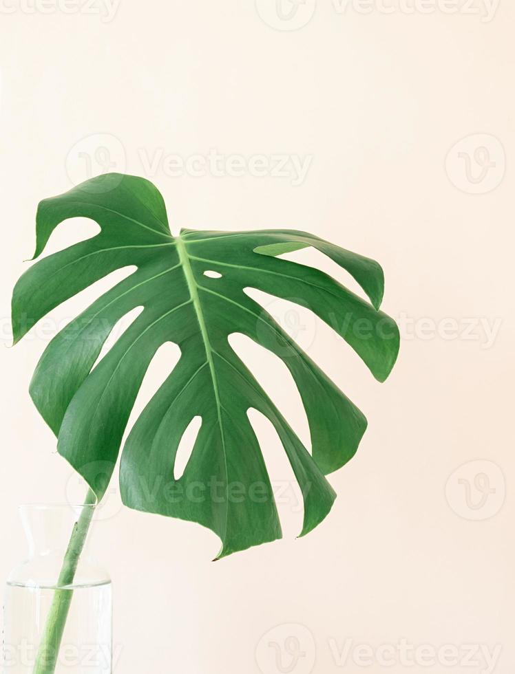 Monstera leaf on beige background photo