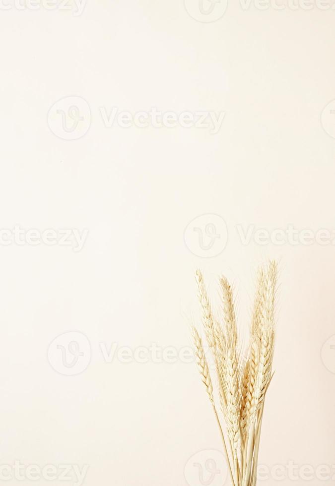 Wheat spikes on beige background photo