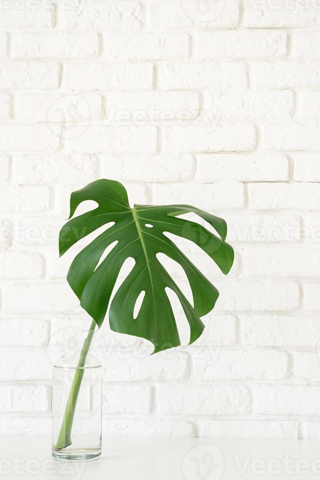 Monstera leaf on beige background photo