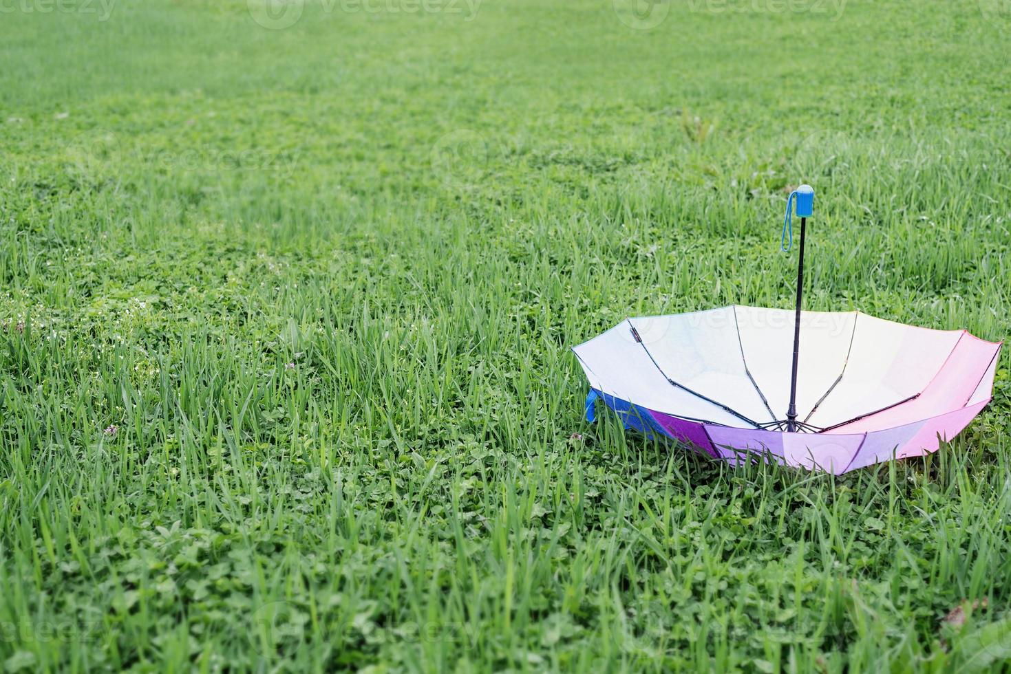 colorful umbrella on the grass photo